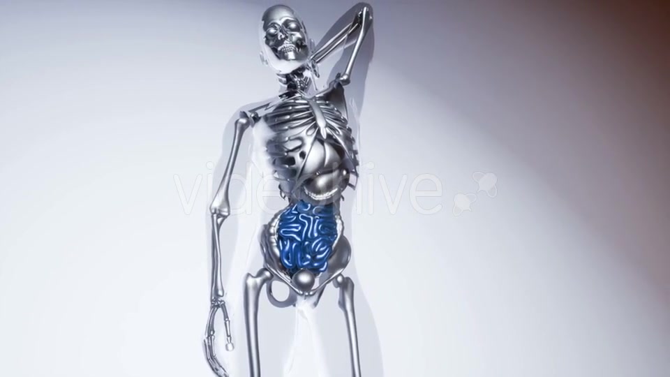 Human Intestine Model with All Organs and Bones - Download Videohive 21406957