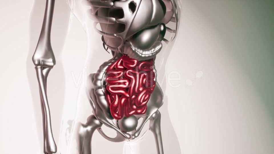 Human Intestine Model with All Organs and Bones - Download Videohive 21407059