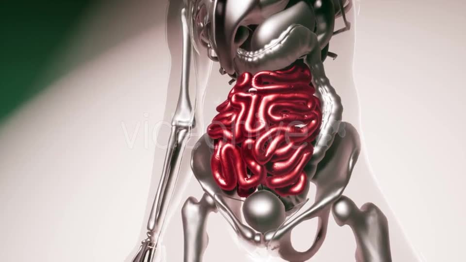 Human Intestine Model with All Organs and Bones - Download Videohive 21407059