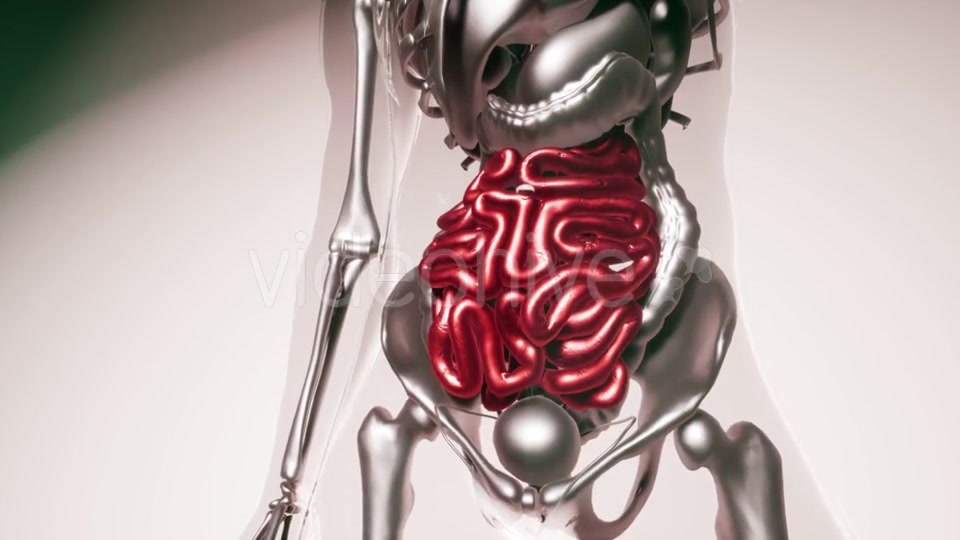 Human Intestine Model with All Organs and Bones - Download Videohive 21407059