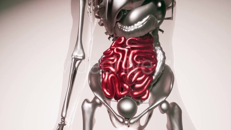 Human Intestine Model with All Organs and Bones - Download Videohive 21407059