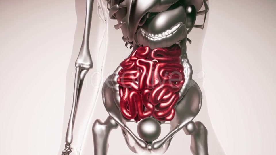 Human Intestine Model with All Organs and Bones - Download Videohive 21407059