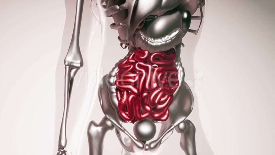 Human Intestine Model with All Organs and Bones - Download Videohive 21407059