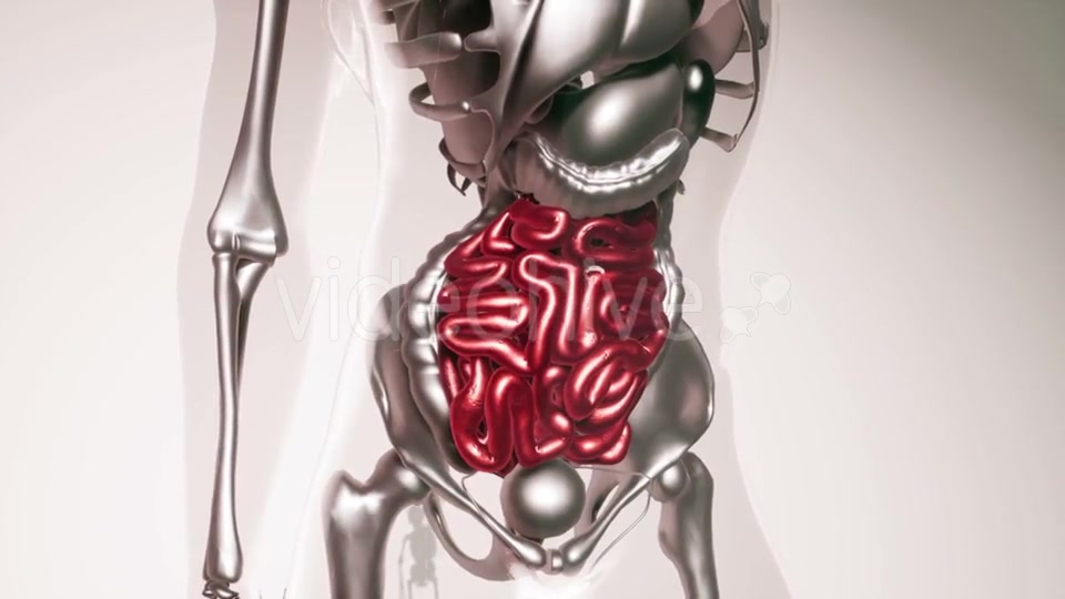 Human Intestine Model with All Organs and Bones - Download Videohive 21407059