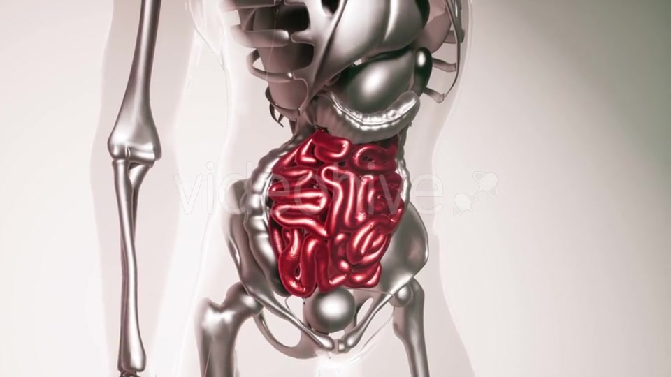 Human Intestine Model with All Organs and Bones - Download Videohive 21407059