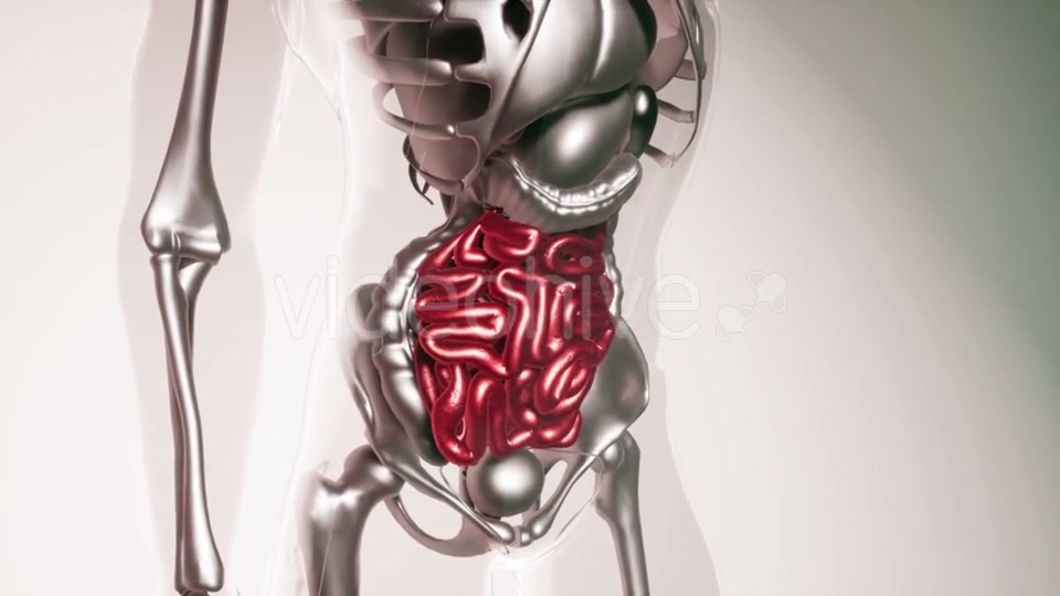 Human Intestine Model with All Organs and Bones - Download Videohive 21407059