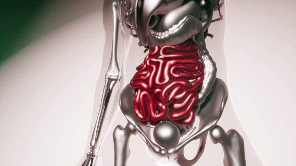 Human Intestine Model with All Organs and Bones - Download Videohive 21407059