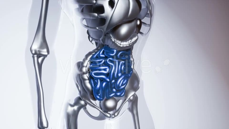 Human Intestine Model with All Organs and Bones - Download Videohive 21535384