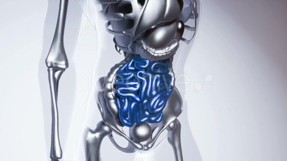 Human Intestine Model with All Organs and Bones - Download Videohive 21535384