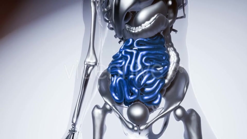 Human Intestine Model with All Organs and Bones - Download Videohive 21535384