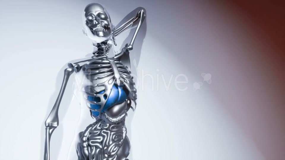 Human Liver Model with All Organs and Bones - Download Videohive 20860835