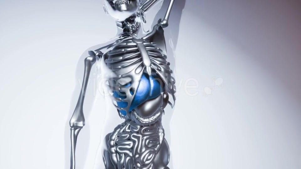 Human Liver Model with All Organs and Bones - Download Videohive 20860835