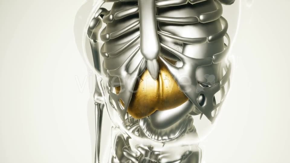 Human Liver Model with All Organs and Bones - Download Videohive 21041302