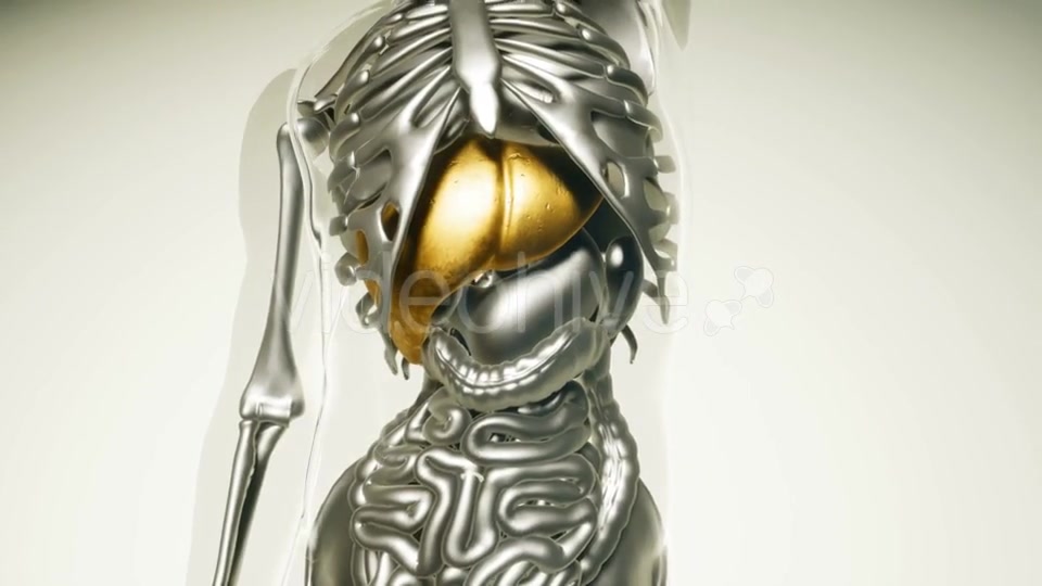 Human Liver Model with All Organs and Bones - Download Videohive 21041302