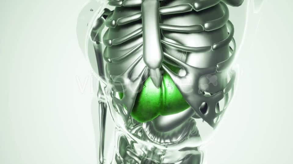 Human Liver Model with All Organs and Bones - Download Videohive 21118137