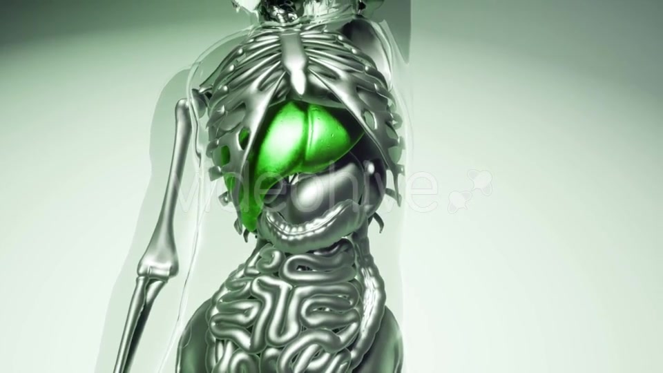 Human Liver Model with All Organs and Bones - Download Videohive 21118137