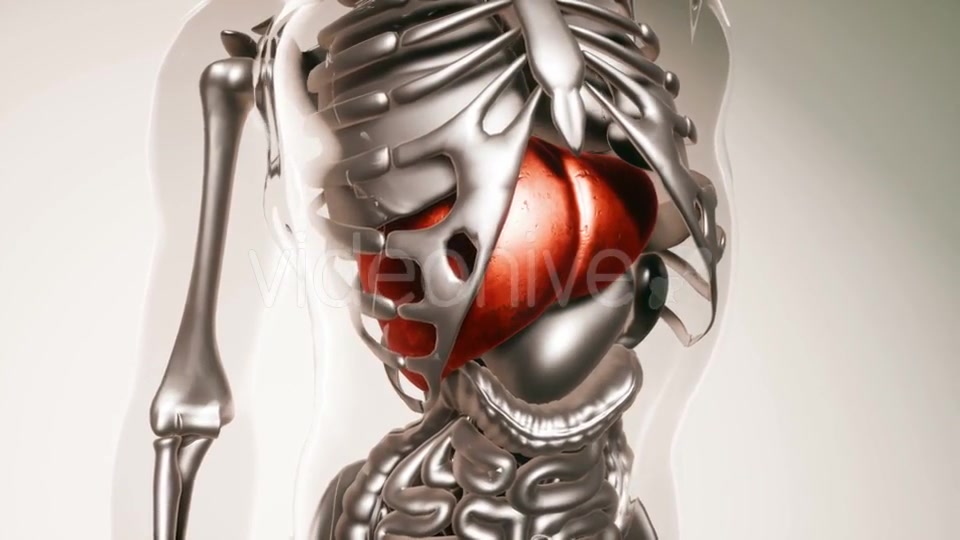 Human Liver Model with All Organs and Bones - Download Videohive 21118253