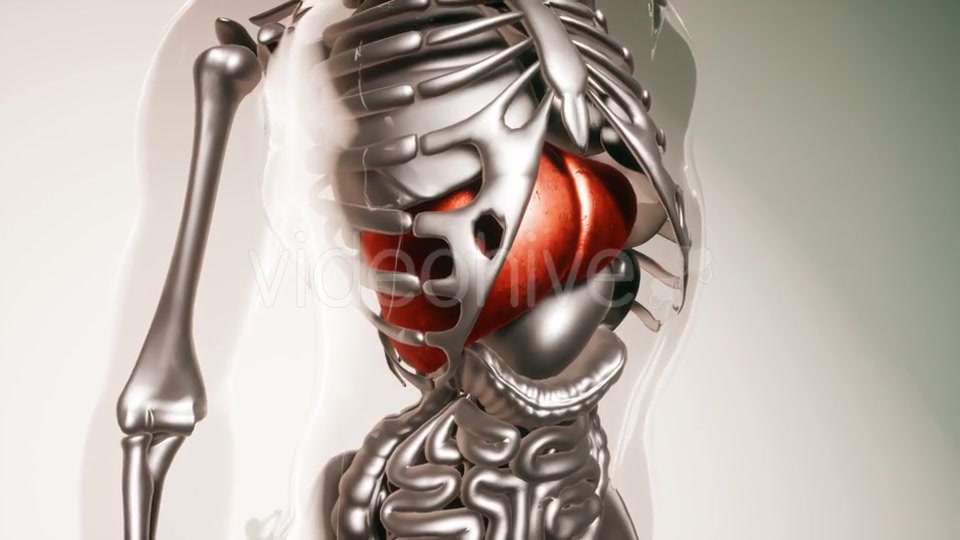 Human Liver Model with All Organs and Bones - Download Videohive 21118253