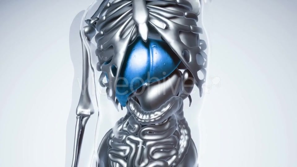Human Liver Model with All Organs and Bones - Download Videohive 21168047
