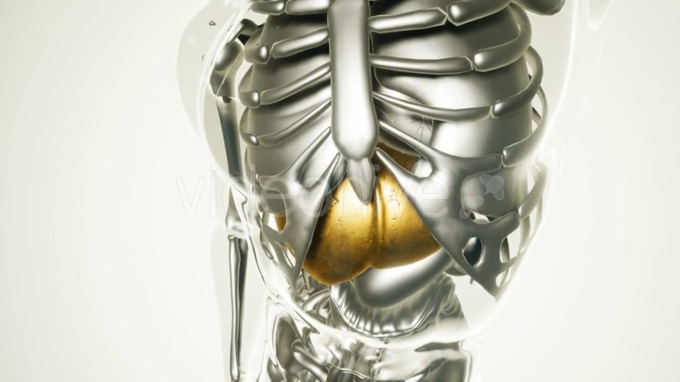 Human Liver Model with All Organs and Bones - Download Videohive 21264071