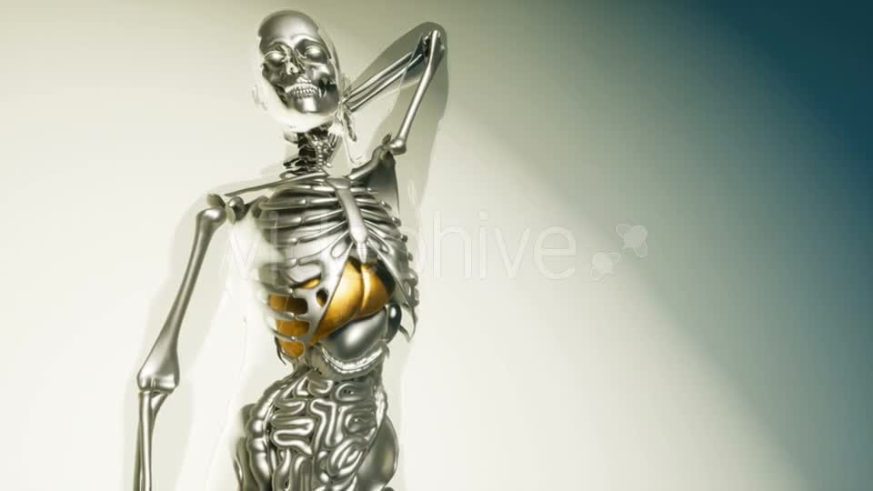 Human Liver Model with All Organs and Bones - Download Videohive 21406935