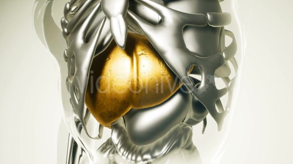 Human Liver Model with All Organs and Bones - Download Videohive 21406935