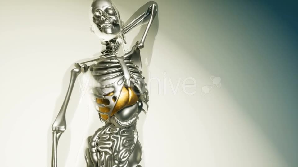 Human Liver Model with All Organs and Bones - Download Videohive 21406935