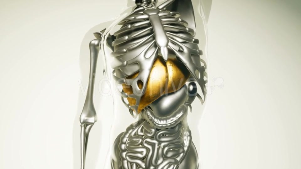 Human Liver Model with All Organs and Bones - Download Videohive 21406935