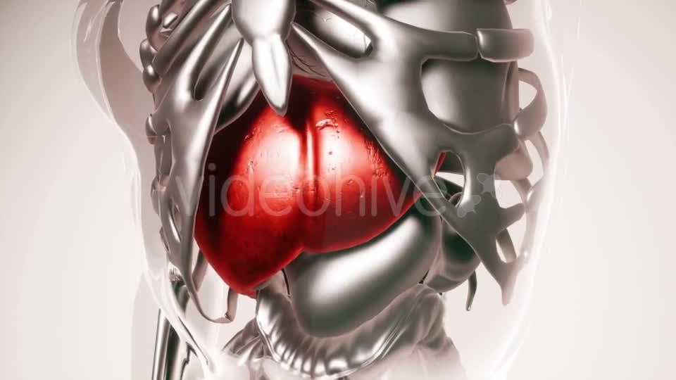 Human Liver Model with All Organs and Bones - Download Videohive 21533499
