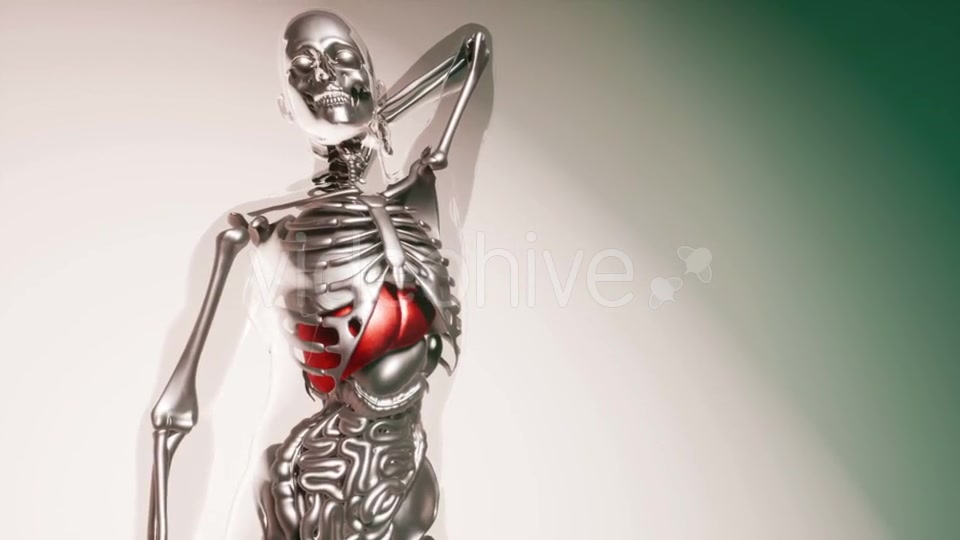 Human Liver Model with All Organs and Bones - Download Videohive 21533499