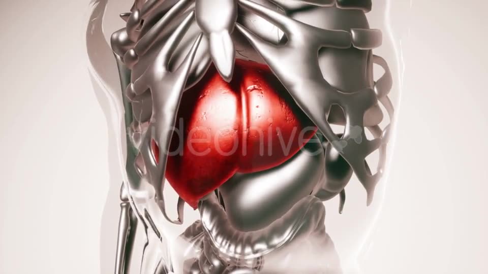 Human Liver Model with All Organs and Bones - Download Videohive 21533499