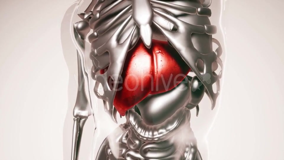 Human Liver Model with All Organs and Bones - Download Videohive 21533499