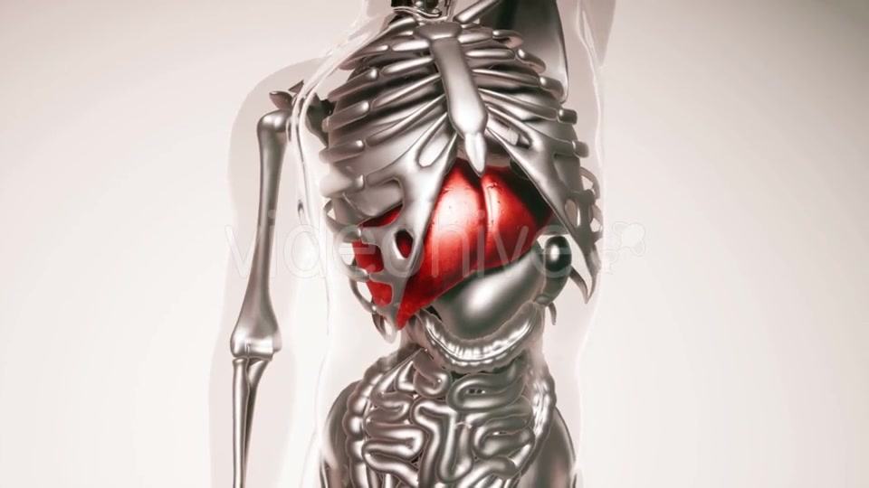 Human Liver Model with All Organs and Bones - Download Videohive 21533499