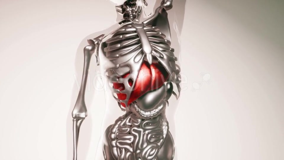 Human Liver Model with All Organs and Bones - Download Videohive 21533499