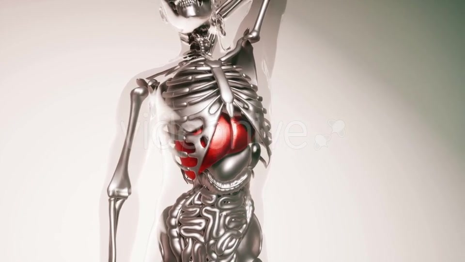 Human Liver Model with All Organs and Bones - Download Videohive 21533499