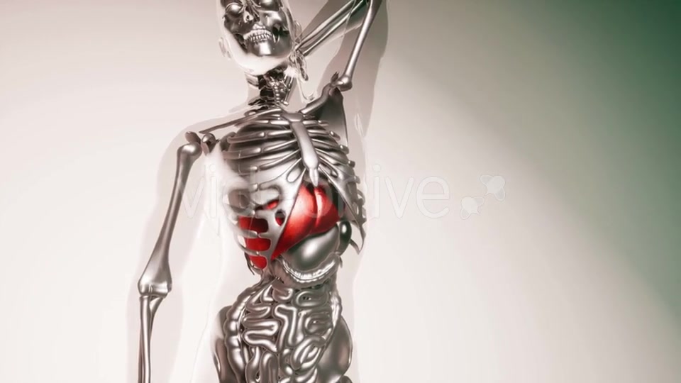 Human Liver Model with All Organs and Bones - Download Videohive 21533499