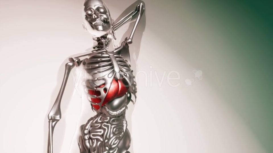 Human Liver Model with All Organs and Bones - Download Videohive 21533499