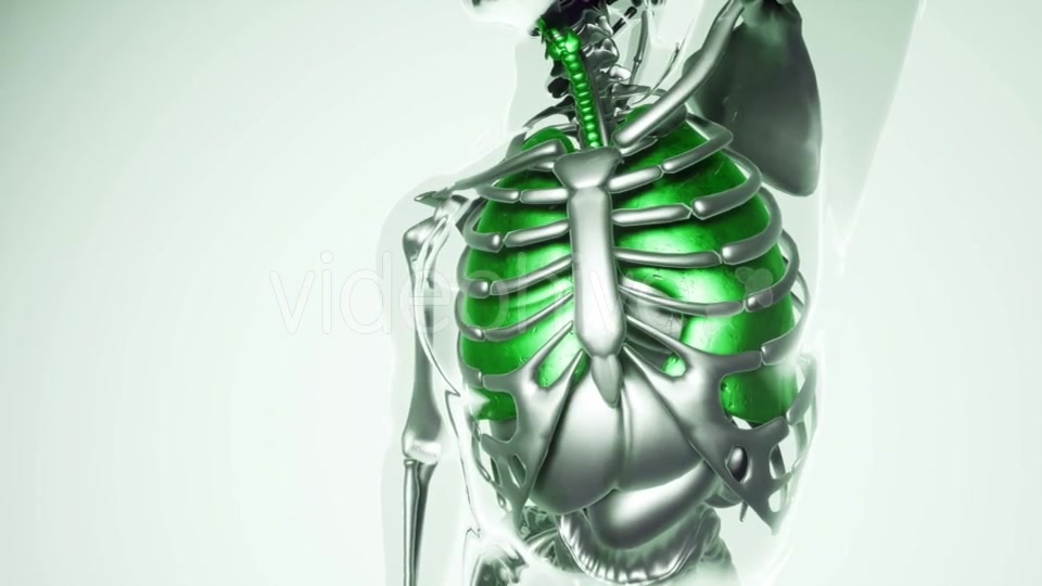 Human Lungs Model with All Organs and Bones - Download Videohive 20903104