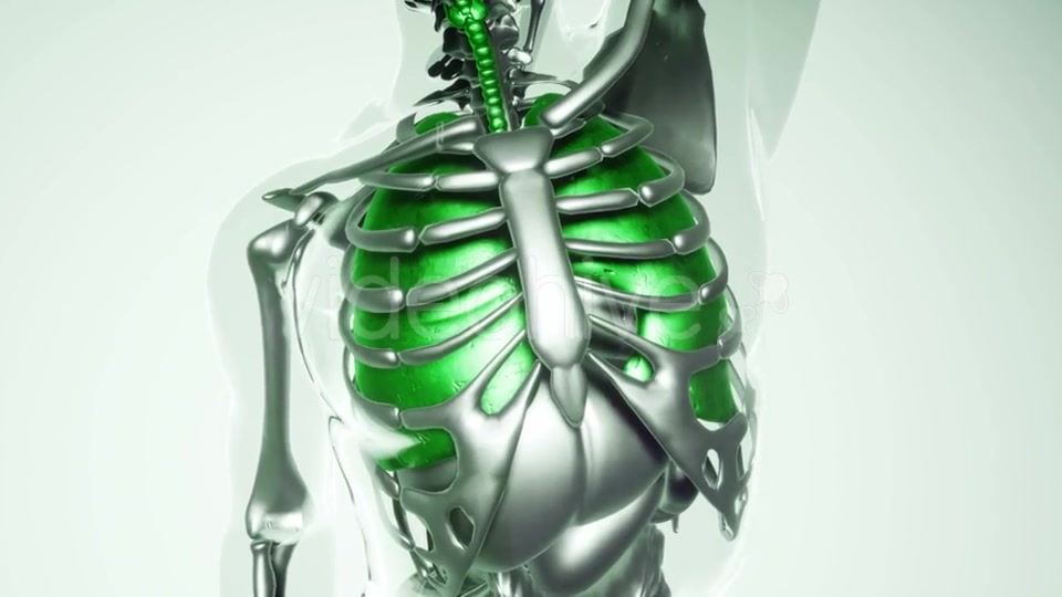 Human Lungs Model with All Organs and Bones - Download Videohive 20903104