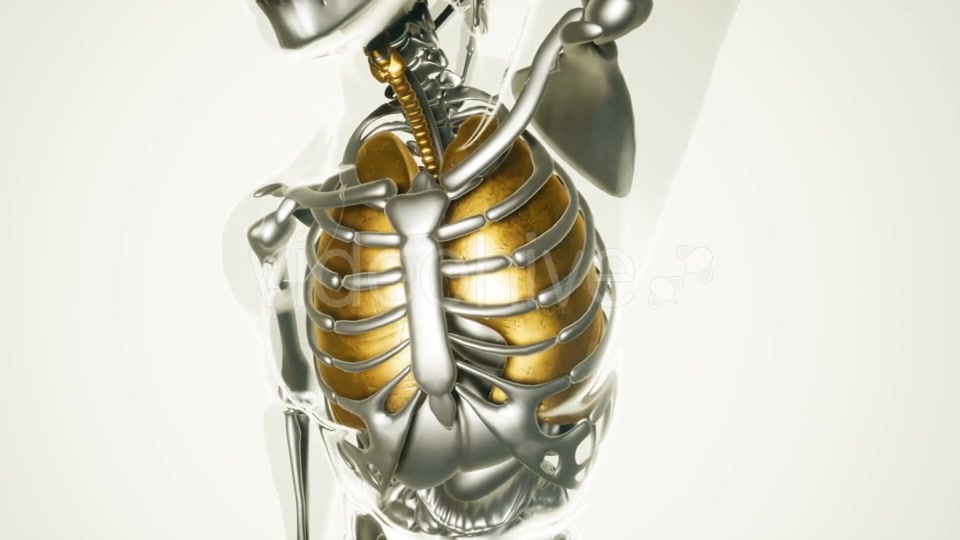 Human Lungs Model with All Organs and Bones - Download Videohive 20903252