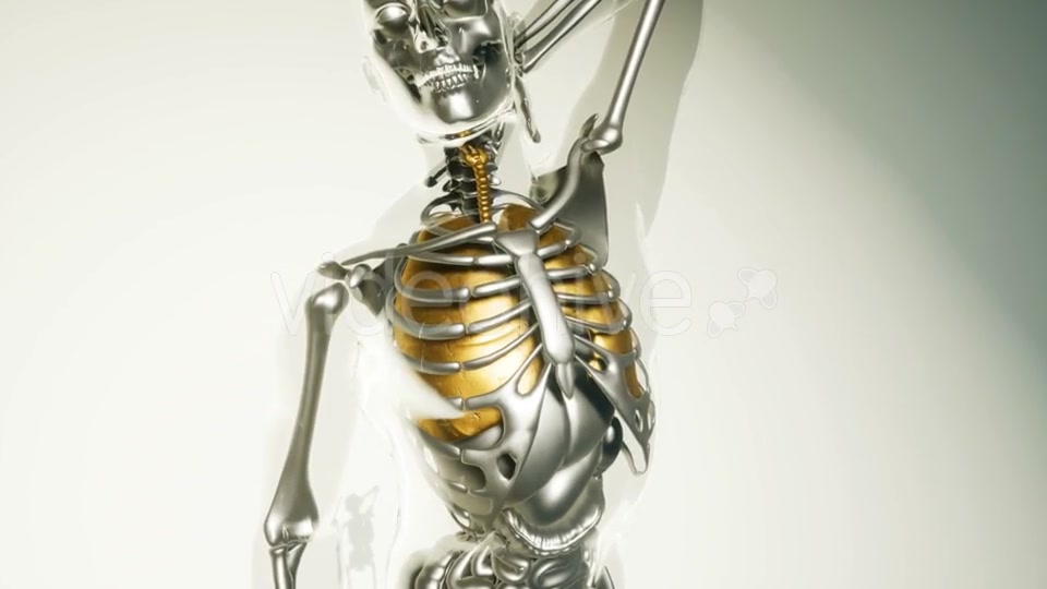 Human Lungs Model with All Organs and Bones - Download Videohive 20903252