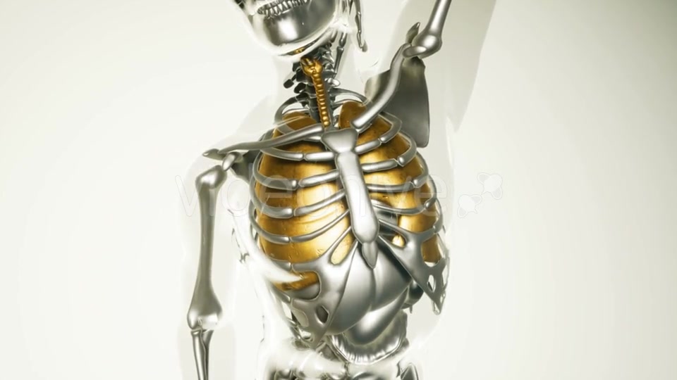 Human Lungs Model with All Organs and Bones - Download Videohive 20903252