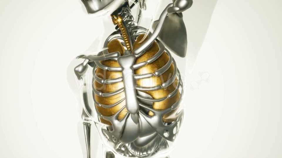 Human Lungs Model with All Organs and Bones - Download Videohive 20903252