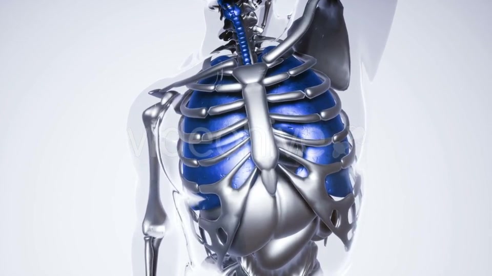 Human Lungs Model with All Organs and Bones - Download Videohive 20946507