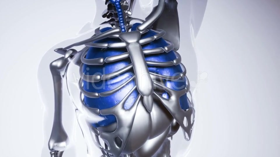Human Lungs Model with All Organs and Bones - Download Videohive 20946507