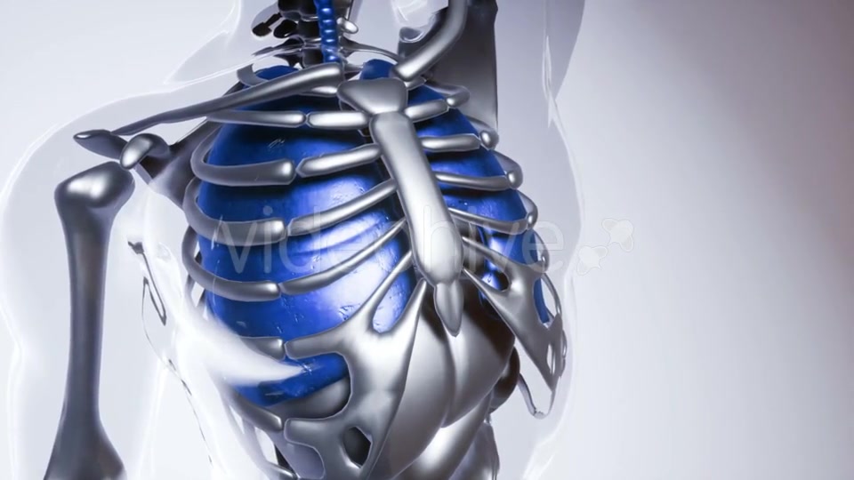 Human Lungs Model with All Organs and Bones - Download Videohive 20946507