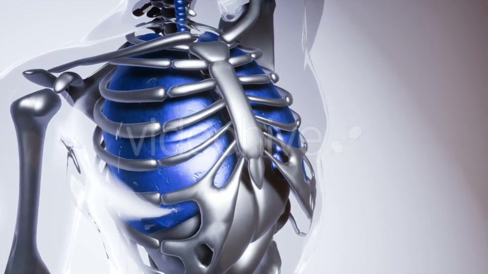 Human Lungs Model with All Organs and Bones - Download Videohive 20946507
