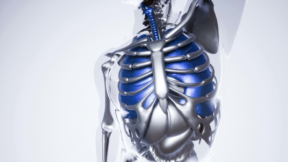 Human Lungs Model with All Organs and Bones - Download Videohive 20946507