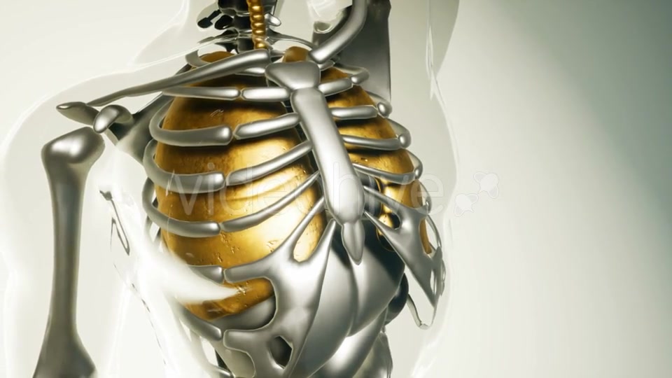 Human Lungs Model with All Organs and Bones - Download Videohive 20946585