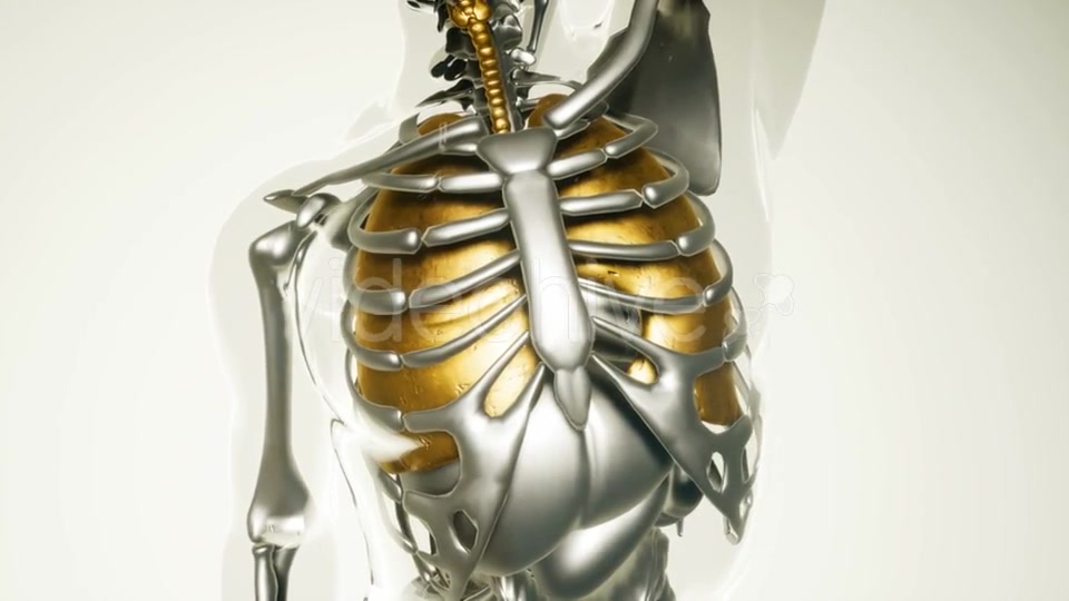 Human Lungs Model with All Organs and Bones - Download Videohive 20946585